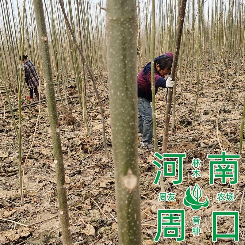 河南省周口市西华县泡桐树苗种植农场出售速生泡桐苗四倍体泡桐种根