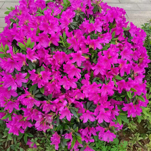 湖南直销 行道苗 杜鹃球 紫花杜鹃球 庭院种植 四季开花