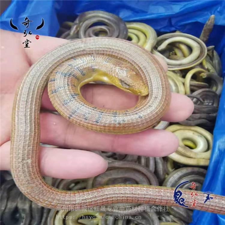 脆蛇质量脆蛇一公斤红晟产地销售脆蛇长期出售