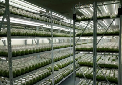 植物组培架  光照培养架 育苗生长架